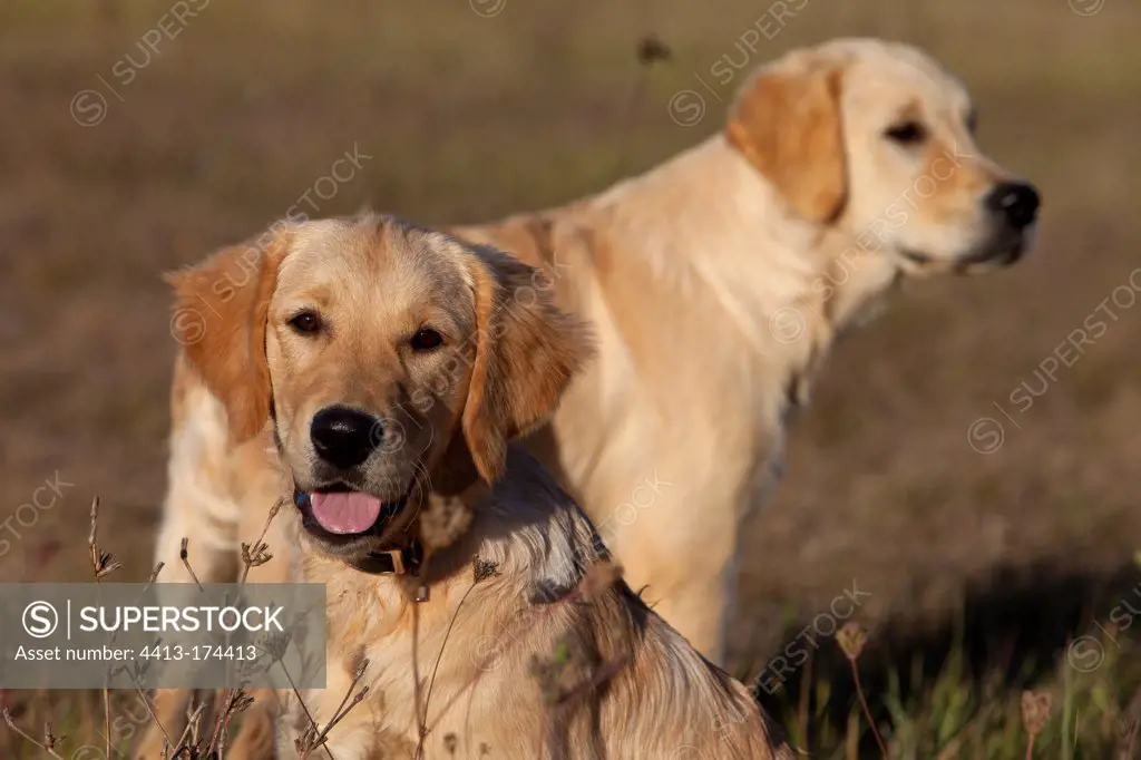 Young Golden retrievers resting in the grass France