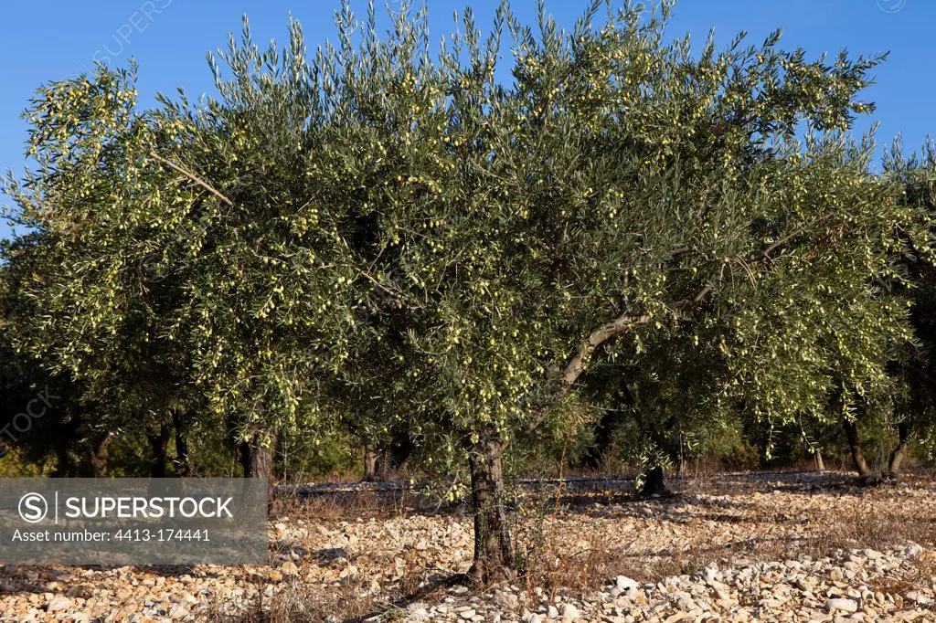 Olive tree in fruits in an olive grove in autumn in Provence