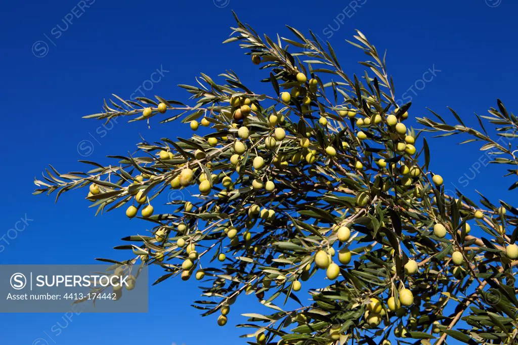 Olives on the tree in an olive grove in autumn in Provence