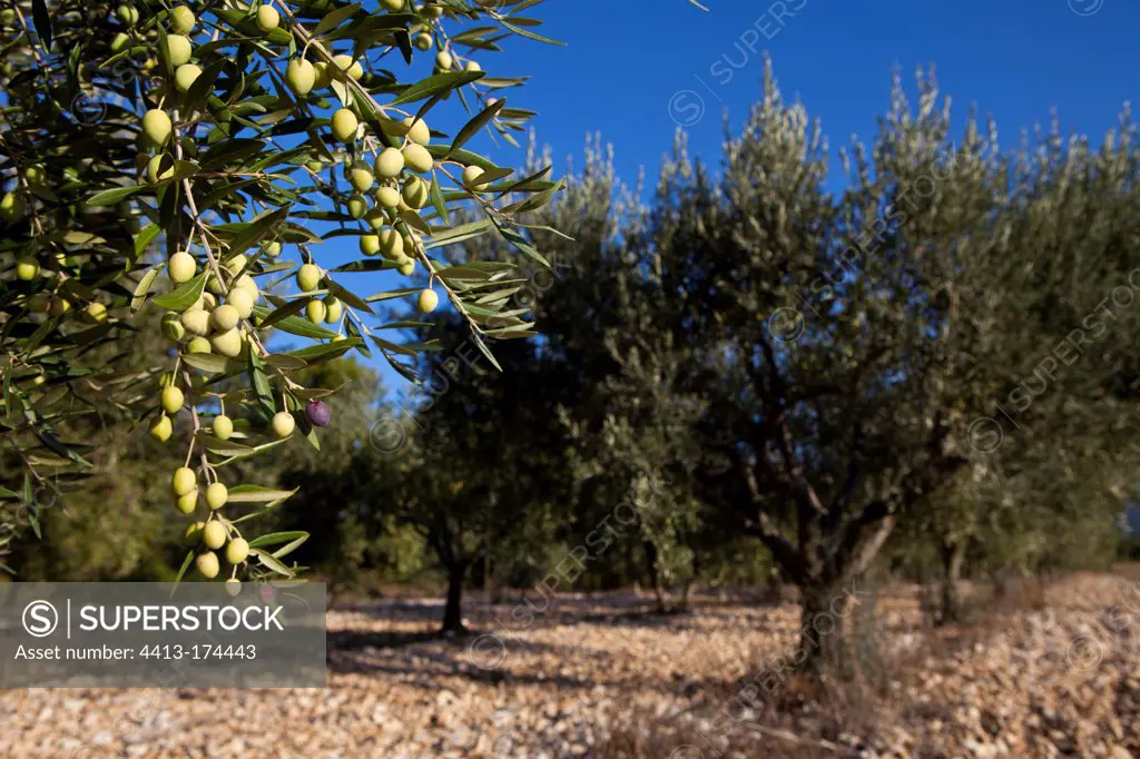 Olives on the tree in an olive grove in autumn in Provence