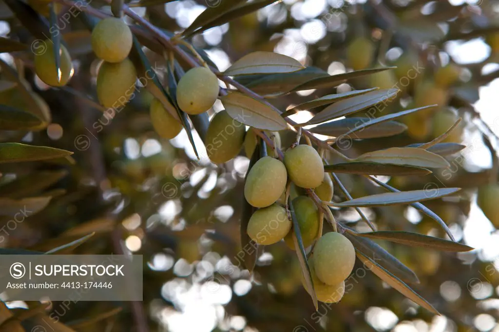 Olives on the branch in an olive grove in autumn in Provence