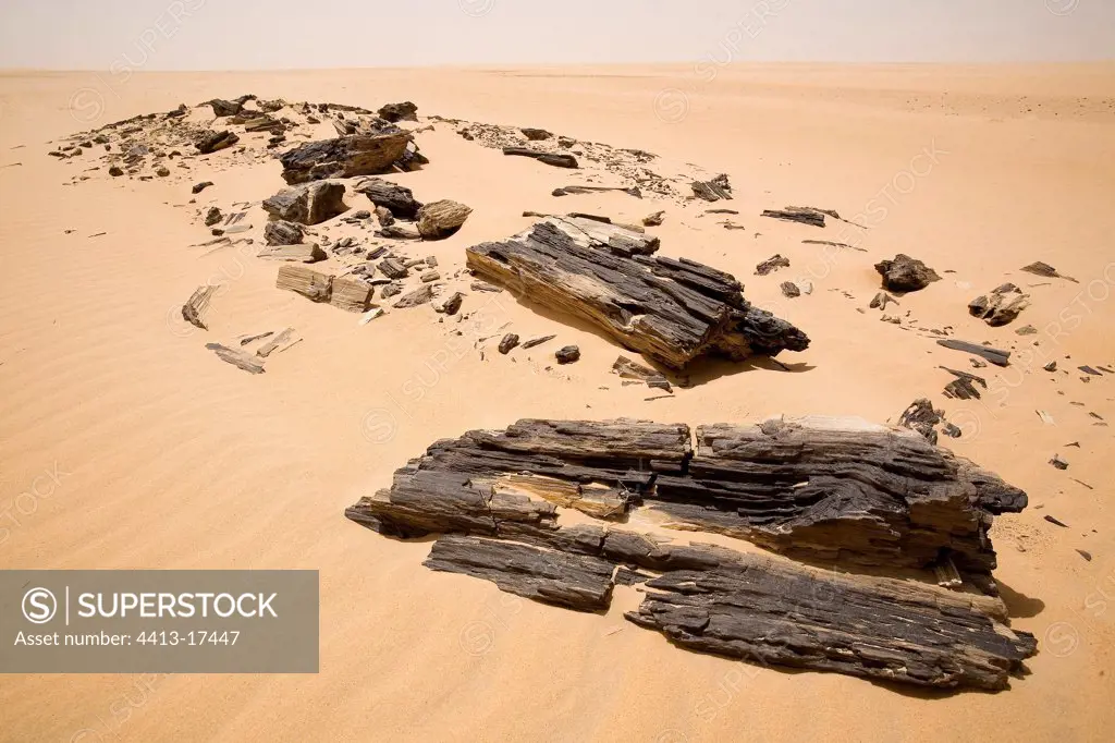Wood fragments silicified Desert of Tenere Niger