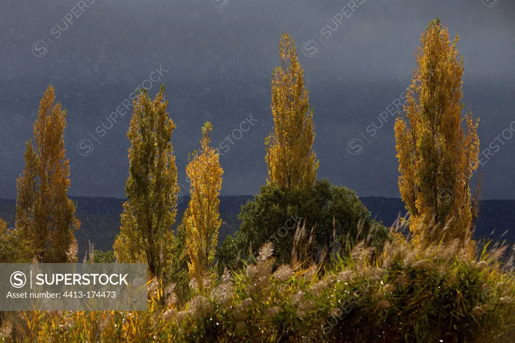 Black cottonwoods in the rain in autumn in Provence France