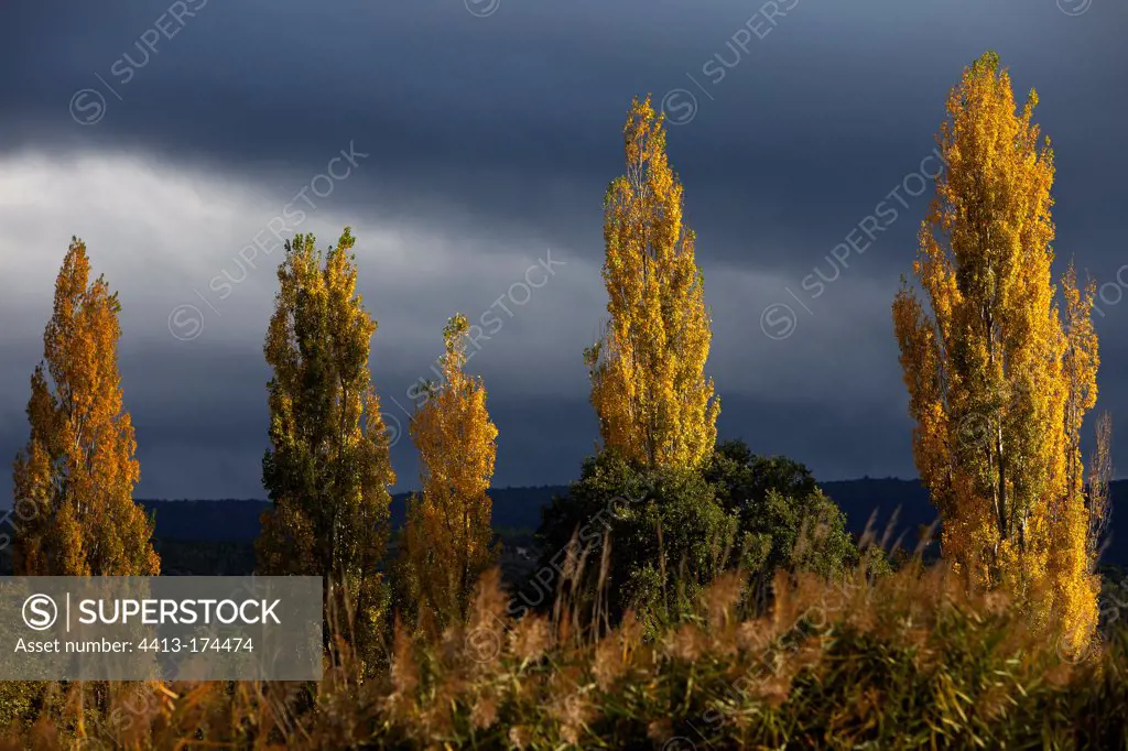Black cottonwoods in autumn foliage under a cloudy sky