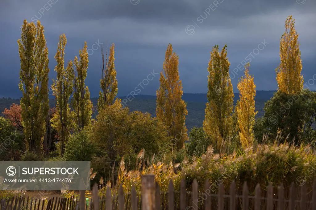 Black cottonwoods in autumn foliage under a cloudy sky