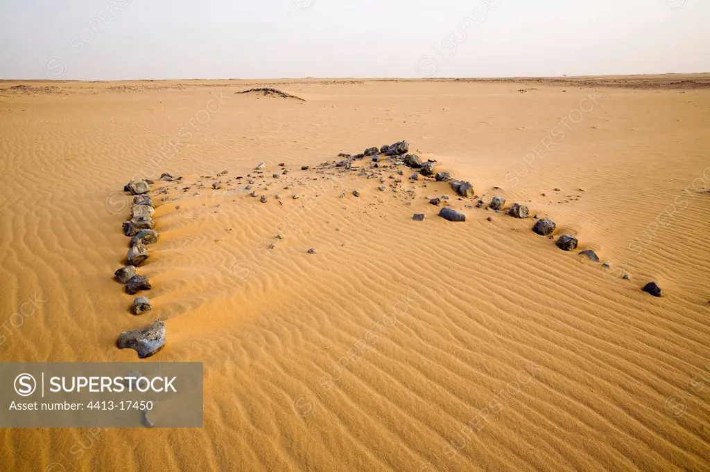 Layer of fossils of Gadoufoua Desert of Tenere Niger