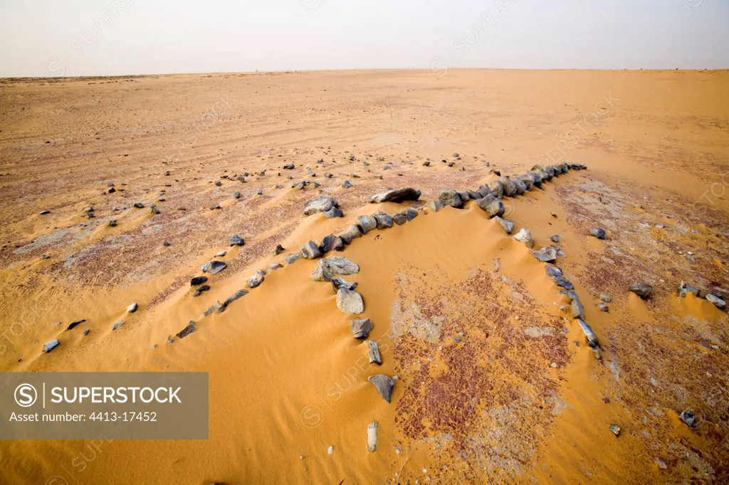 Layer of fossils of Gadoufoua Desert of Tenere Niger