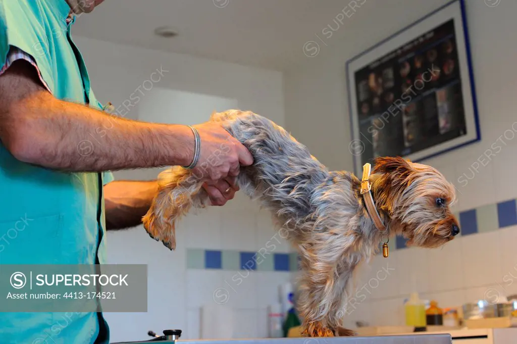 Examination of the joints of a Yorkshire by a veterinarian