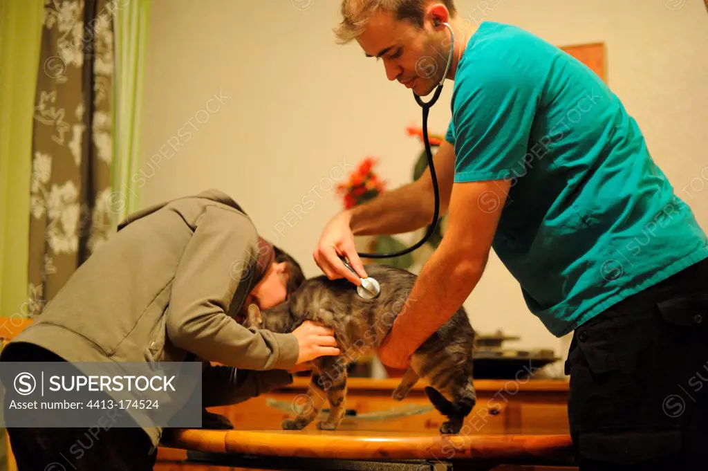 Home auscultation of a sick cat by a veterinarian