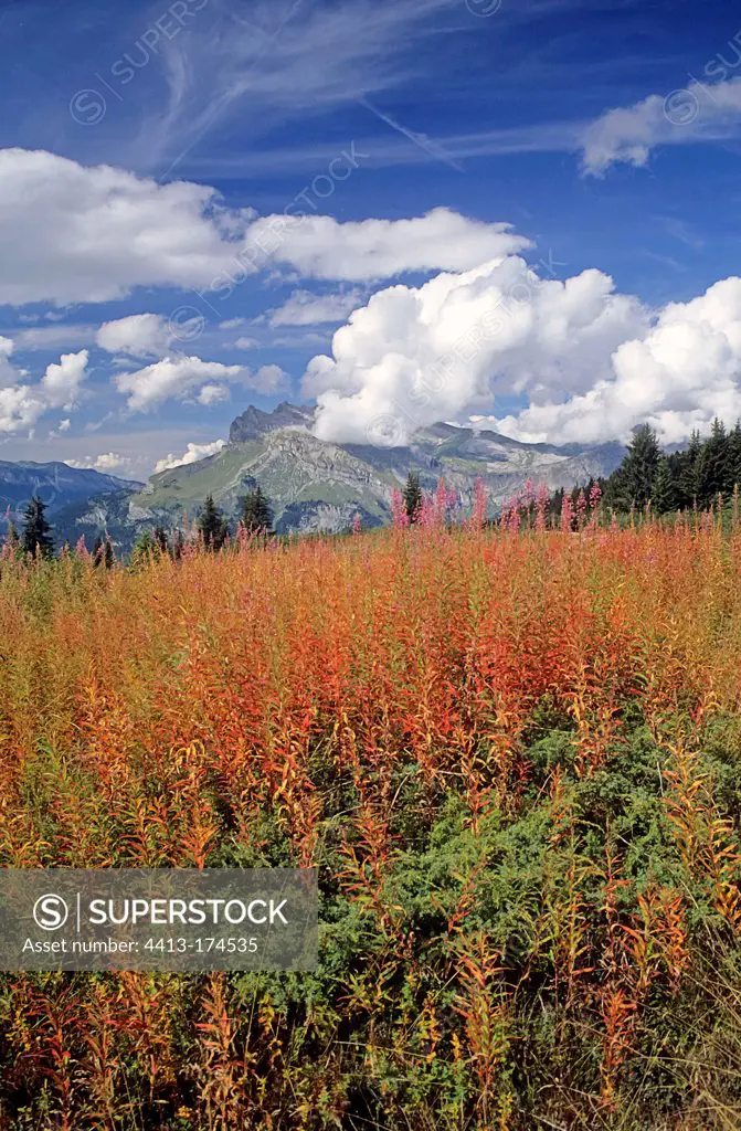 Willowherb in the Alps during Fall