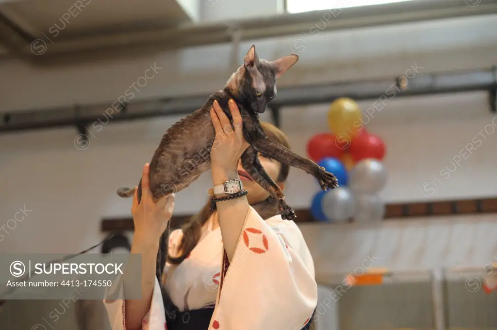 Sphynx race cat presented in a feline show