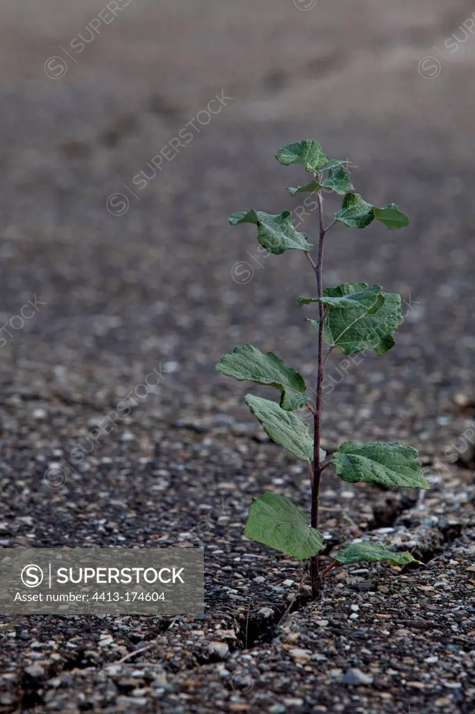 Young Poplar growing on the tarmac of an abandoned road