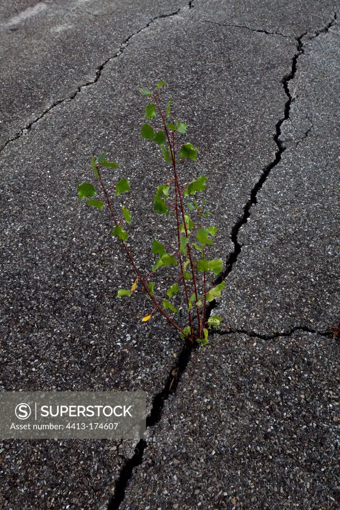 Young poplar growing on the tarmac of an abandoned road