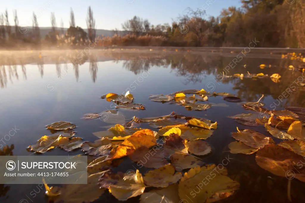 Dead leaves floating on an agricultural basin in autumn