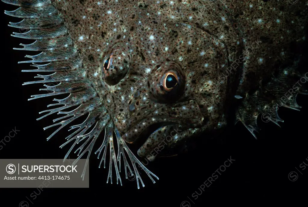 Face of a Windowpane Flounder Gloucester Massachusetts USA