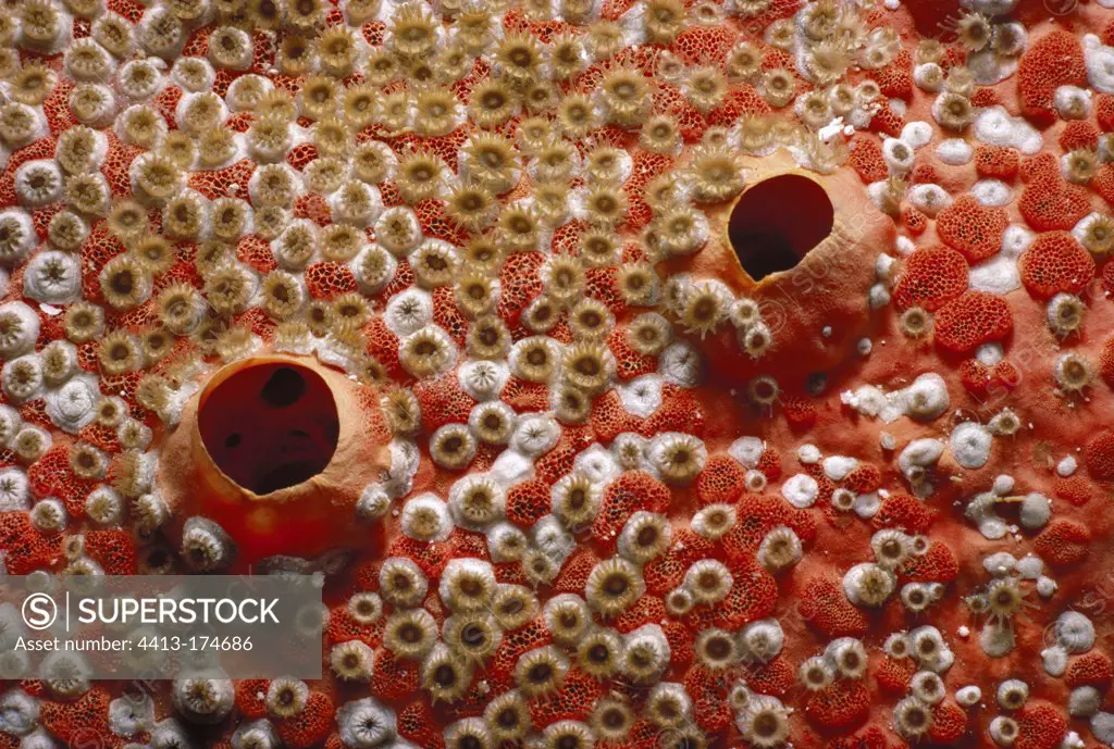 Sponge encrusted by colony of Bleeding Teeth Bryozoan