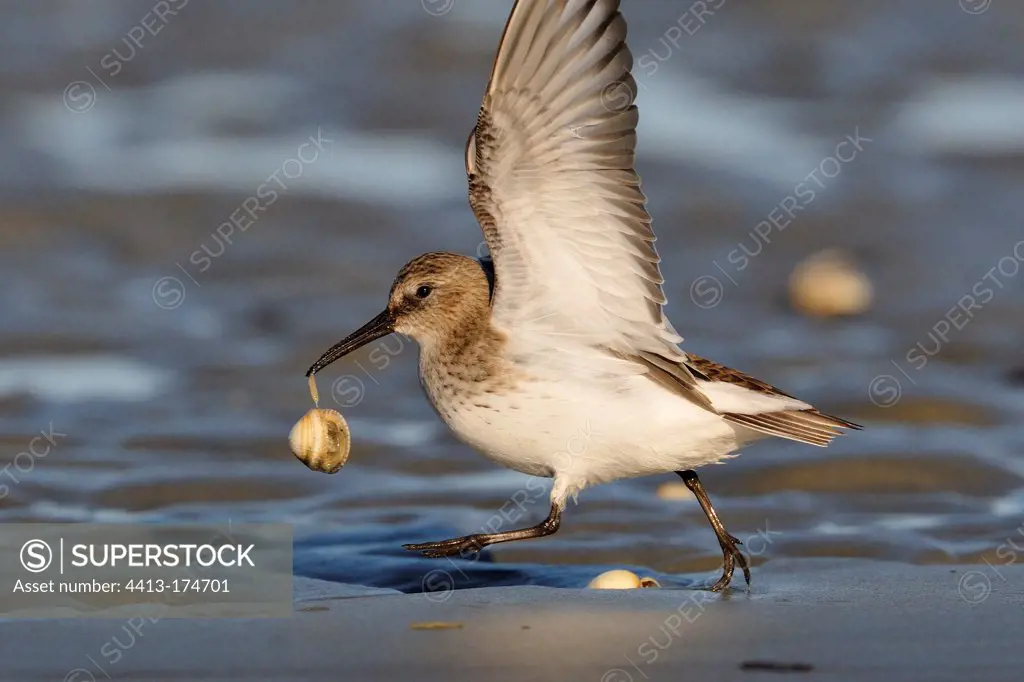 Dunlin with a shell in its beak France