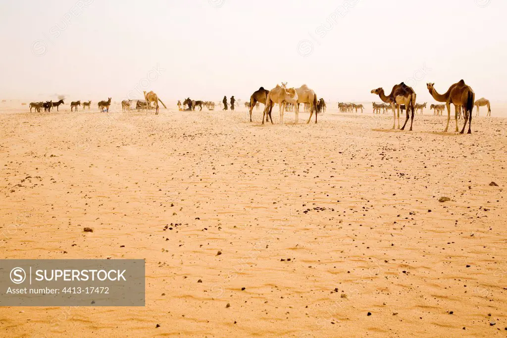 Dromedaries and asses Desert of Tenere Niger