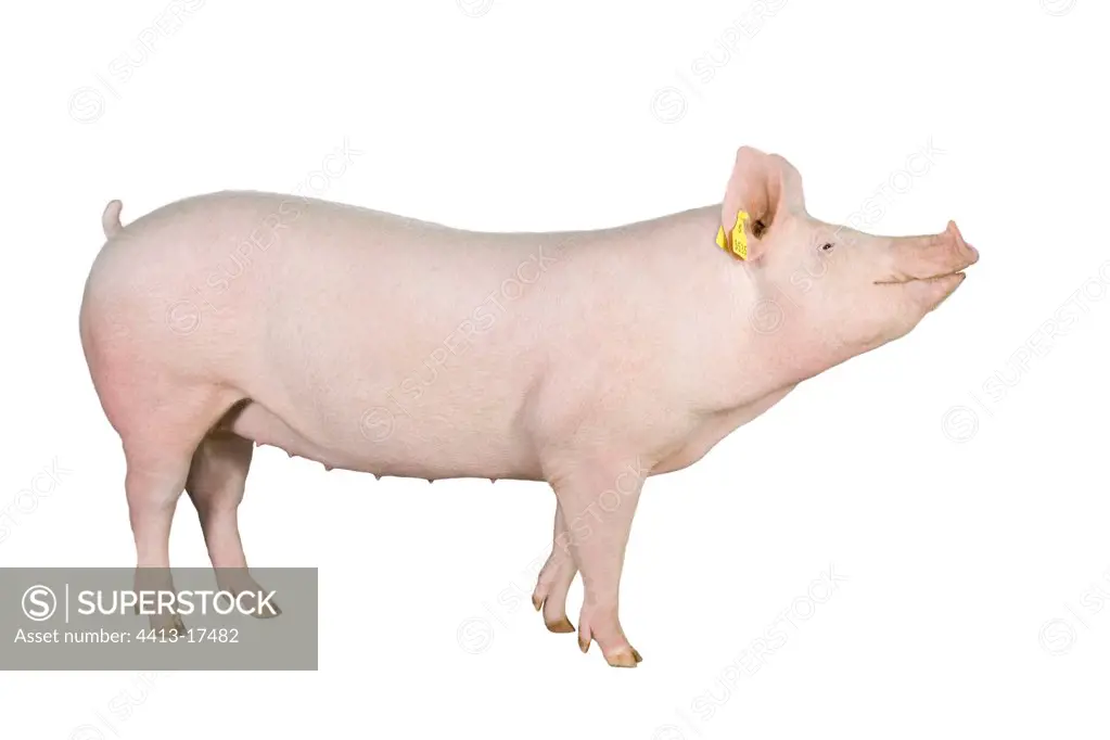 Landrace breed young sow