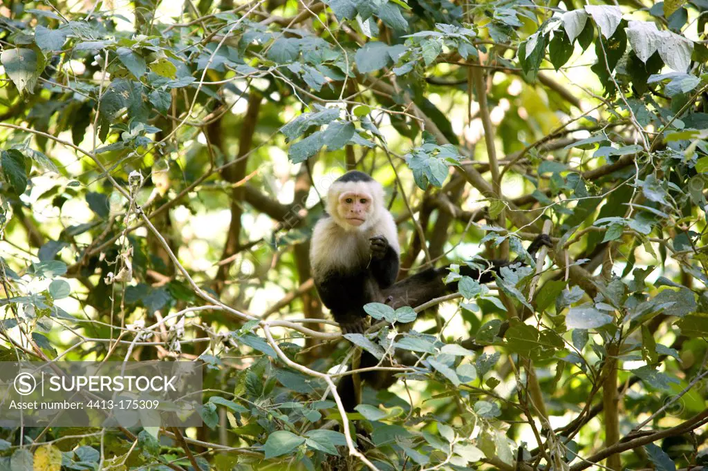 White-faced capuchin on a tree in Costa Rica