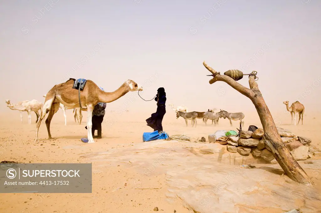 Tuaregs at wells with their herds Desert of Tenere Niger