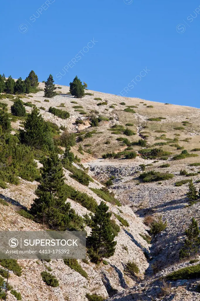 Recolonization by a scree junipers Mont Ventoux France