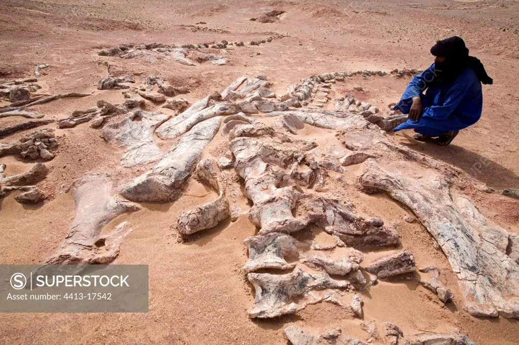 Layer of fossils of Tawachi Desert of Tenere Niger