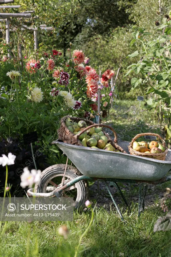 Harvest of pears in a wheelbarrow in a flowered garden