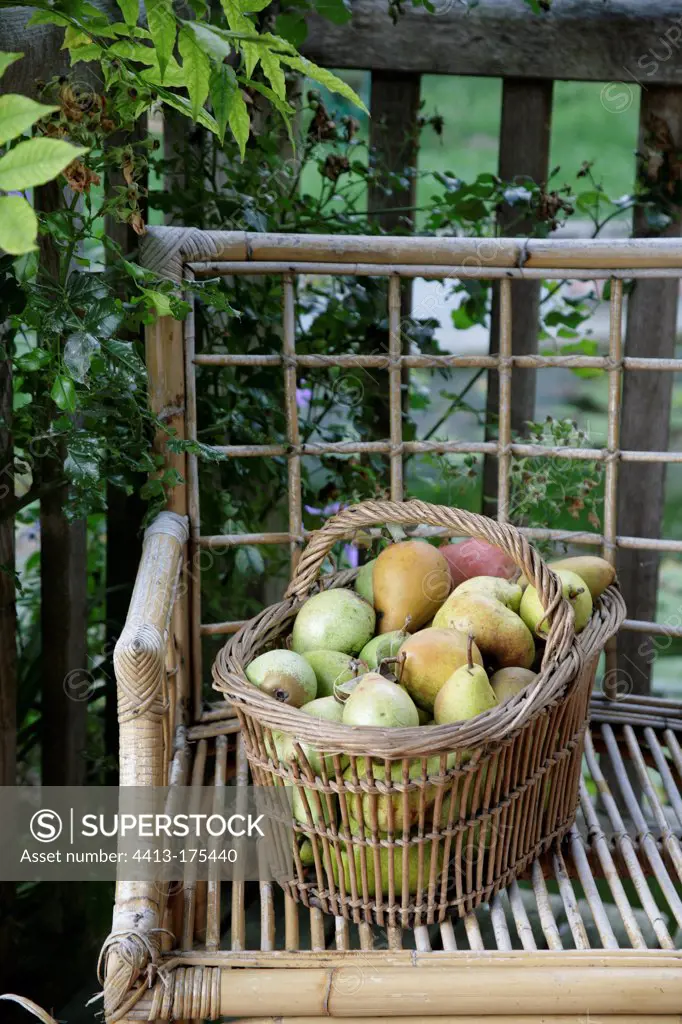 Harvest of pears on an osier chair in a garden