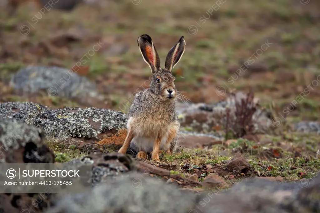 Ethiopian Highland Hare on alpine moorland habitat Ethiopia