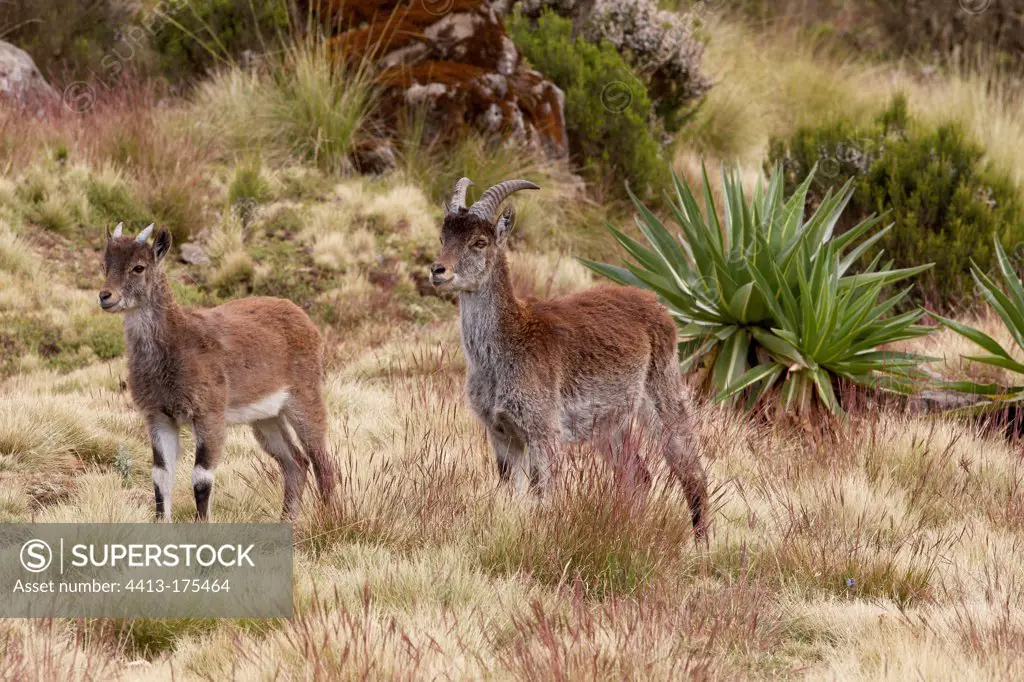 Young Walia Ibex of different ages Simien mountains Ethiopia