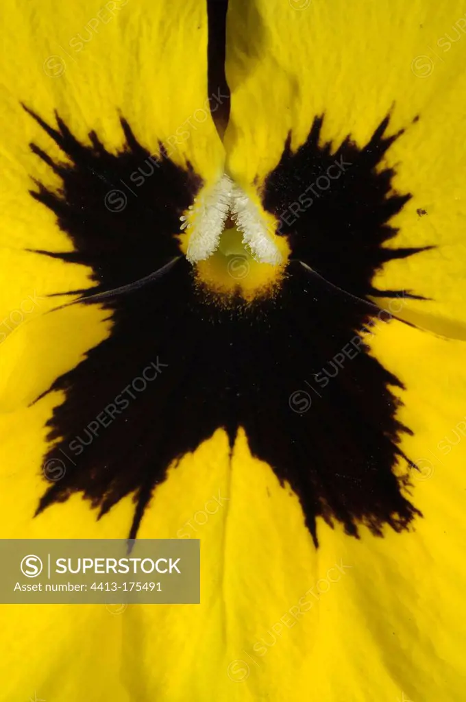 Pansy flower in springFrance