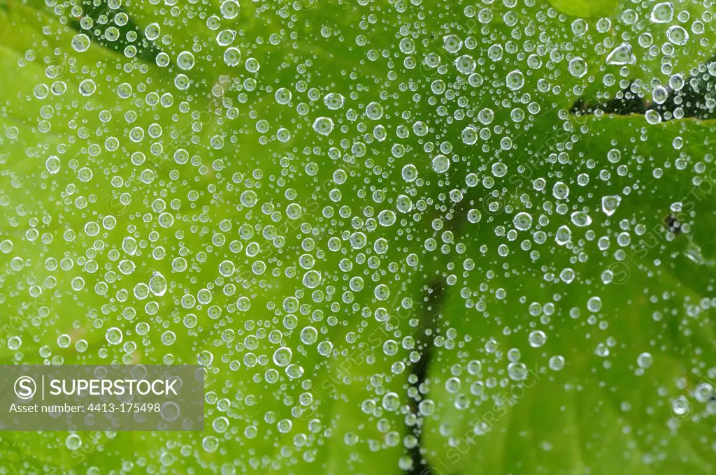 Raindrops on a spider web in the garden France