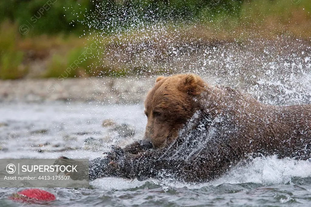 Grizzly fishing a salmon Alaska Digital assembly
