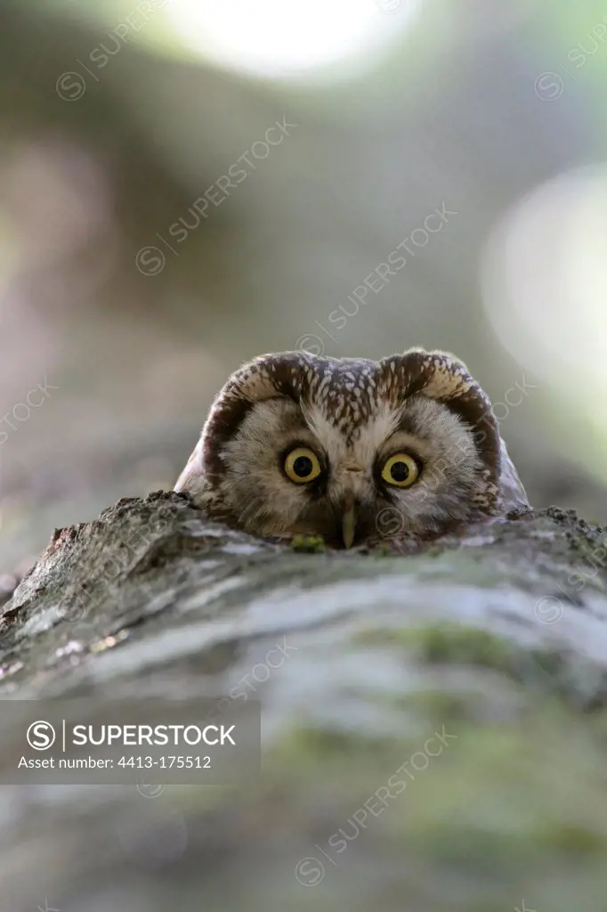 Boreal Owl adult intrigued in its nest Swiss Jura