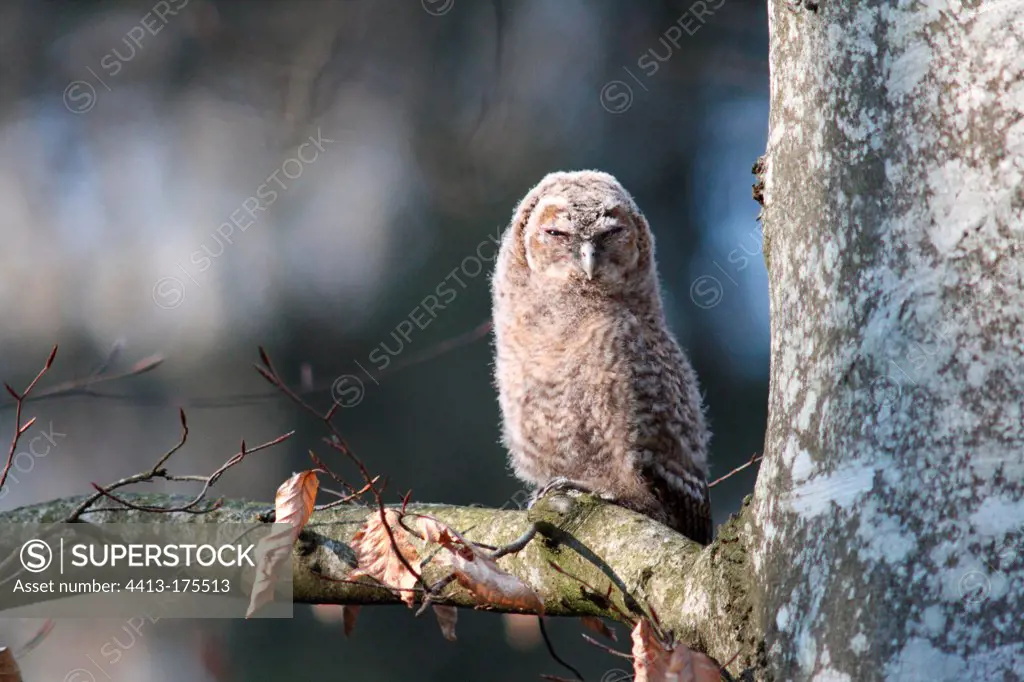 Young Tawny Owl in his first outing of the nest Switzerland