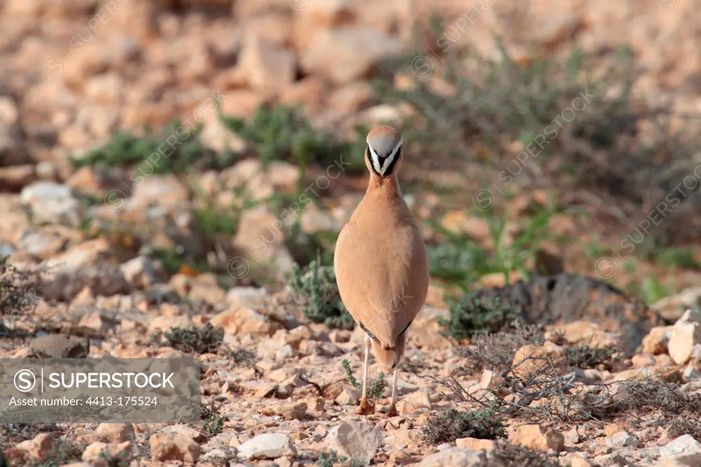 Cream-coloured Courser on the ground The Canaries
