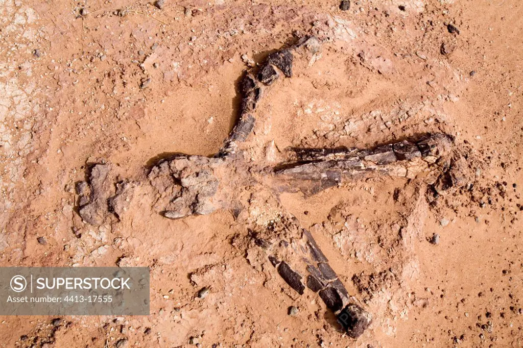 Bones of Afrovenator abakensis Desert of Tenere Niger