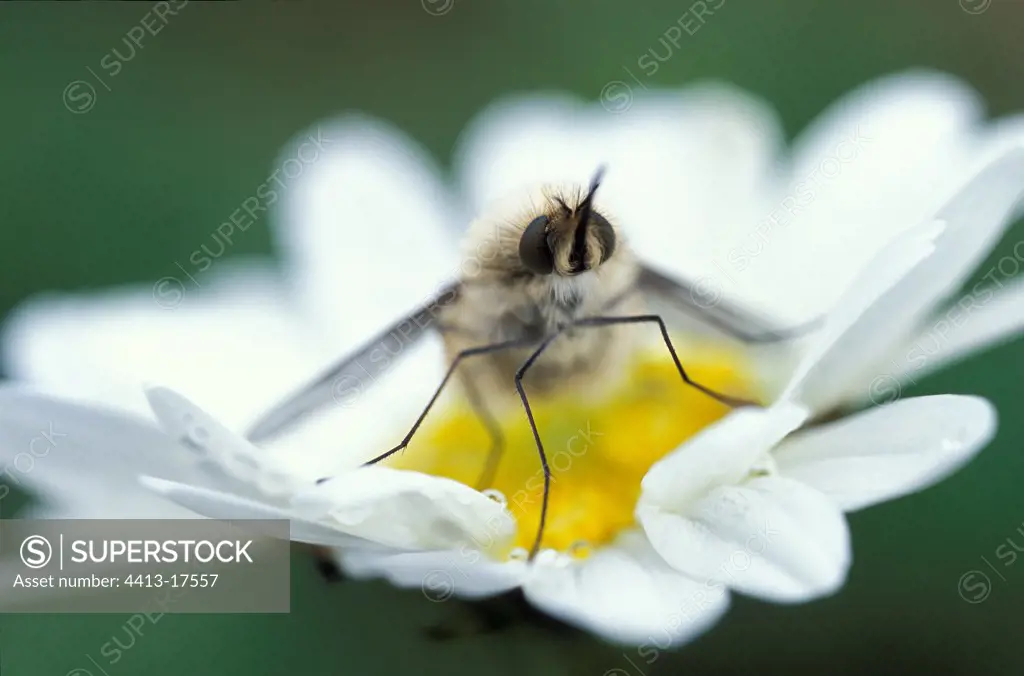 Bee fly on a Daisy flower Switzerland