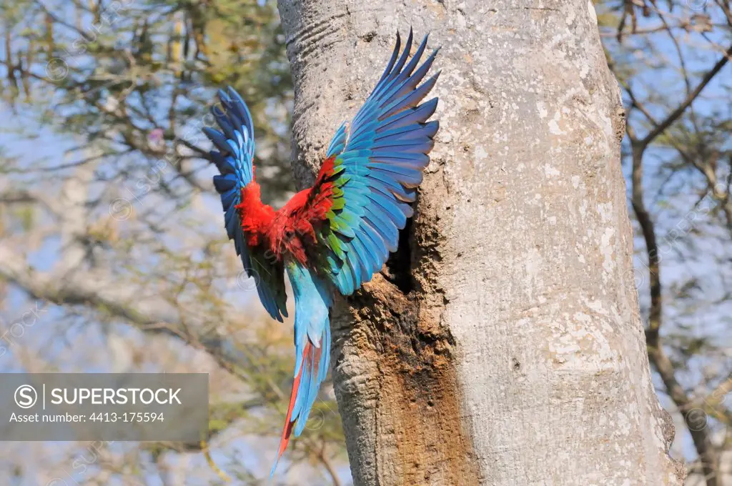 Red-and-Green Macaw in of nest Pantanal Brazil