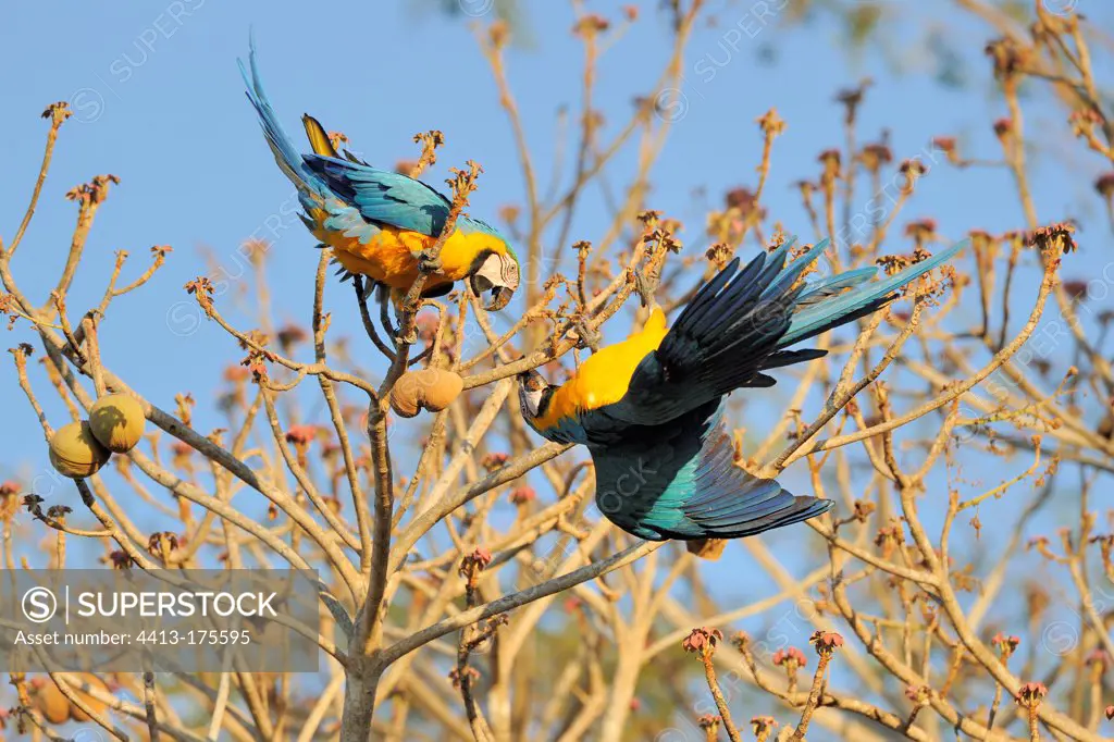 Blue macaws feeding on a tree Pantanal Brazil