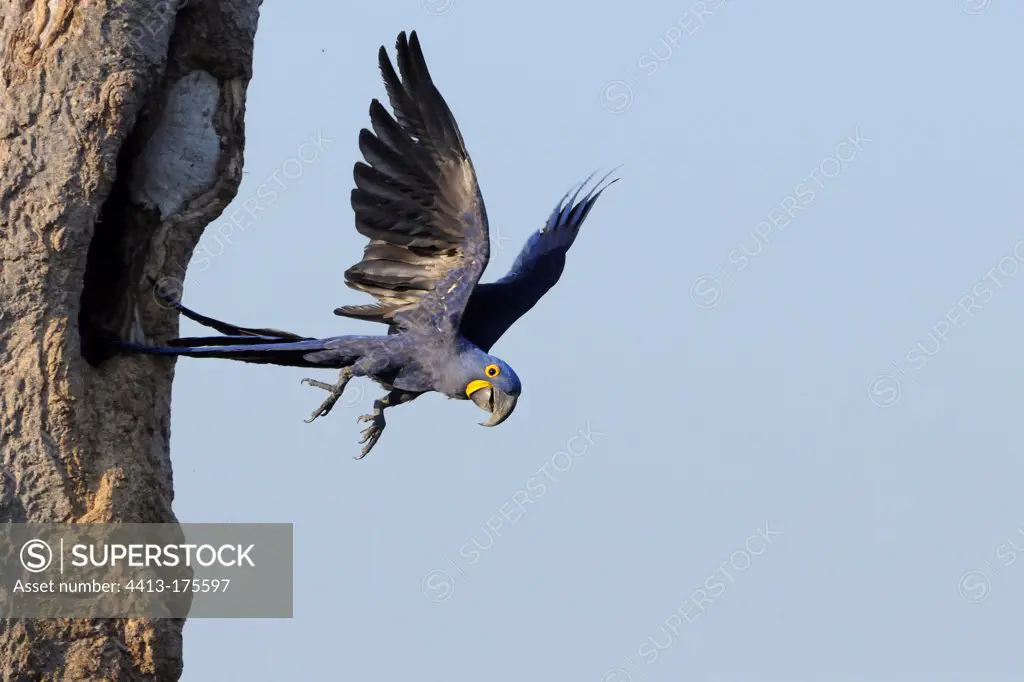 Hyacinth macaw out of its nest Pantanal Brazil