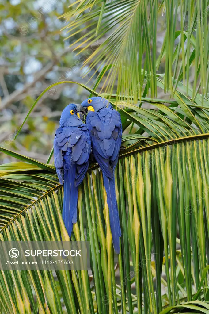 Pair of Hyacinths Macaws on a palm Pantanal Brazil