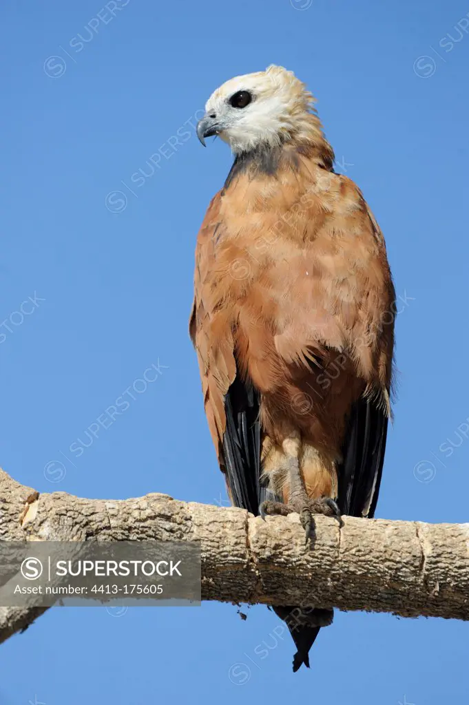 Black-collared Hawk on a branch Pantanal Brazil