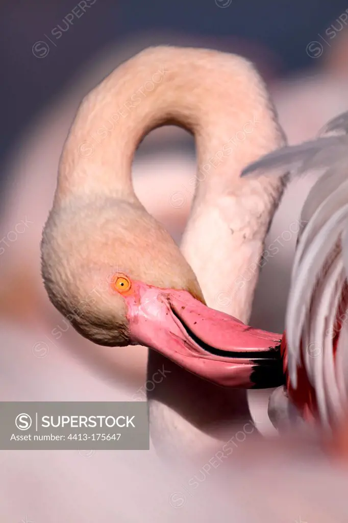 Portrait of an American Flamingo Saintes-Maries-de-la-Mer