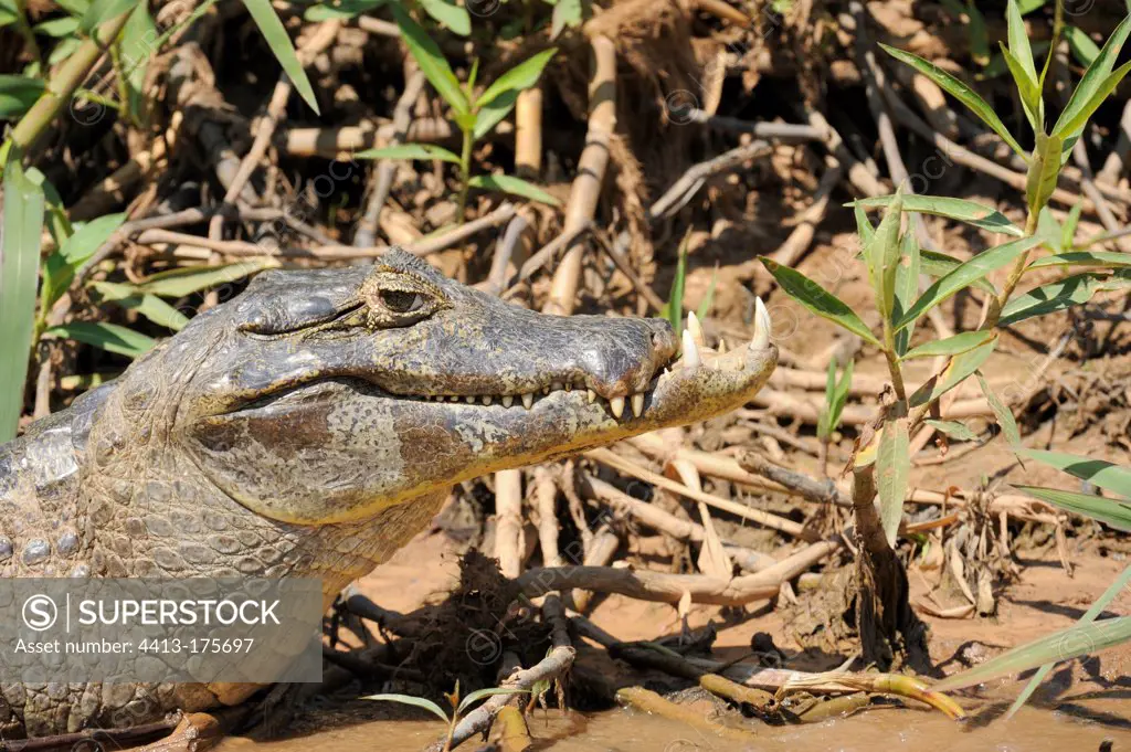 Spectacled caiman with a malformation of the jaw Brazil