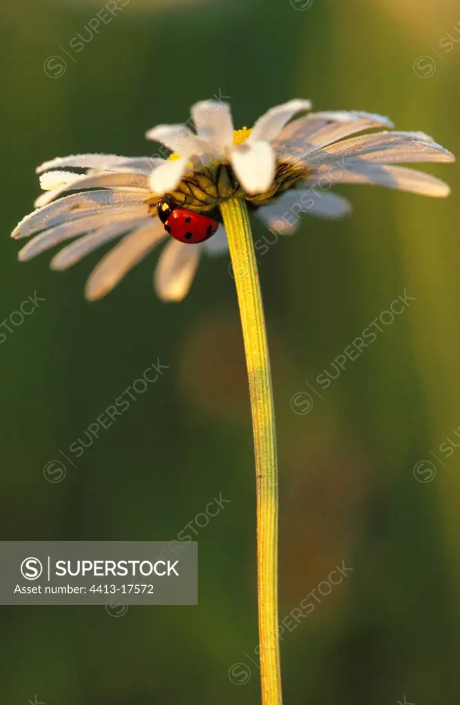 Seven spotted lady bettle under a Daisy flower Switzerland