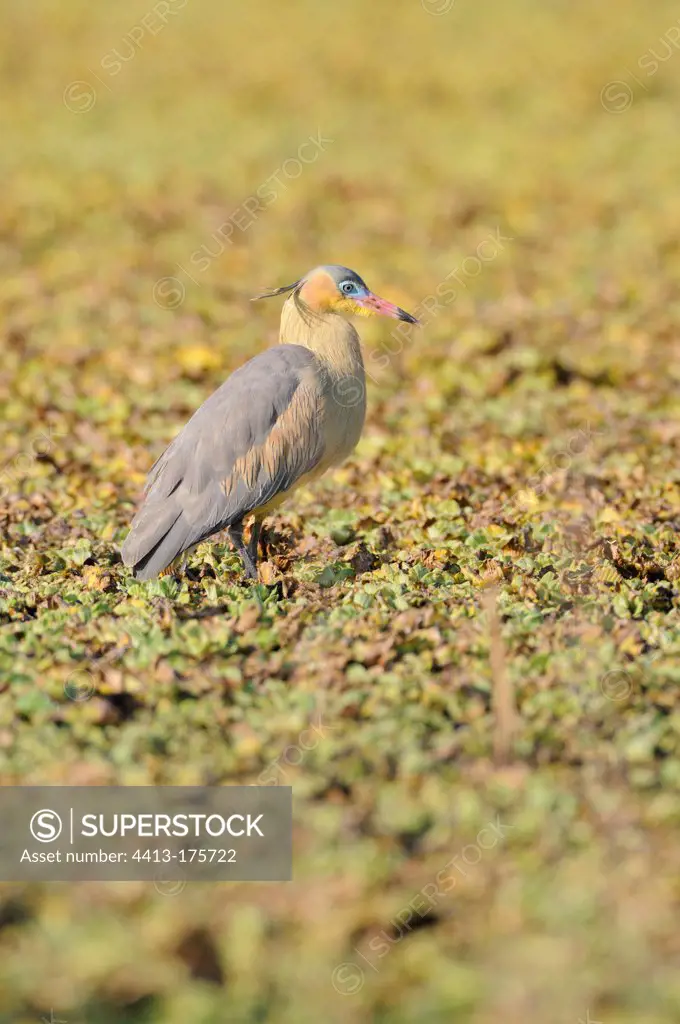 Whisling Heron walking Pantanal Brazil
