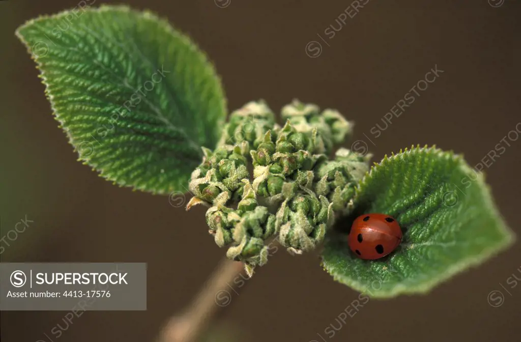 Seven spotted lady bettle resting on a leaf Switzerland