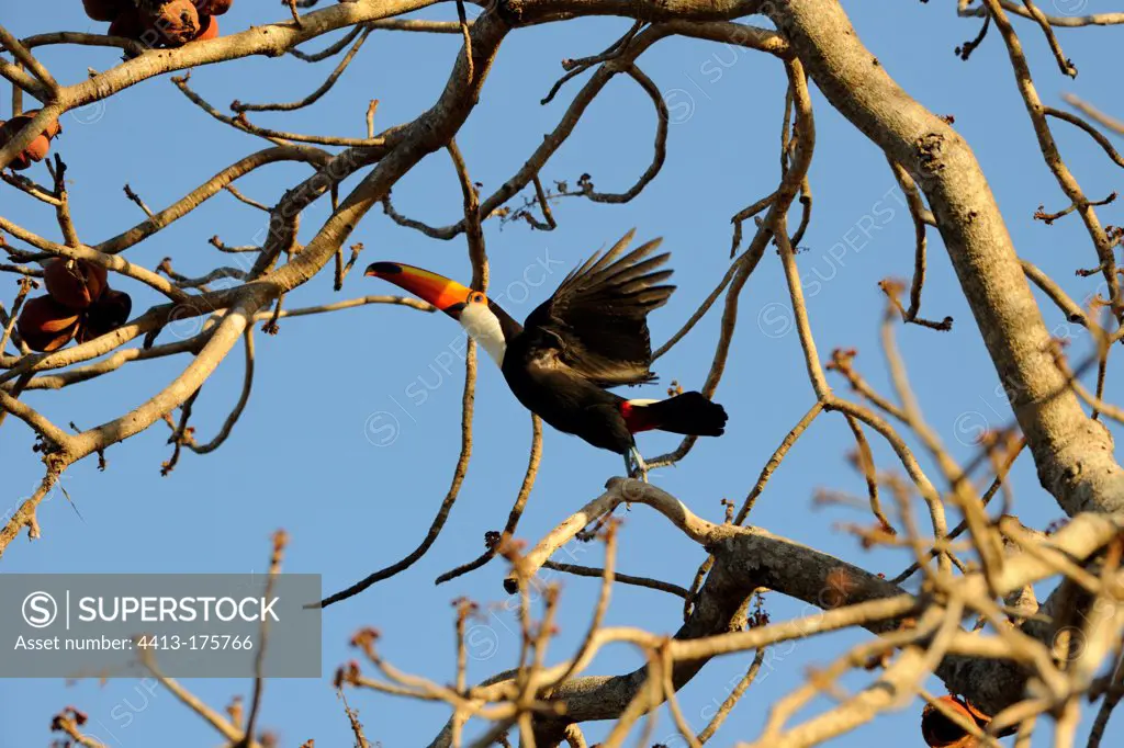 Toco Toucan in a tree in flight Pantanal Brazil